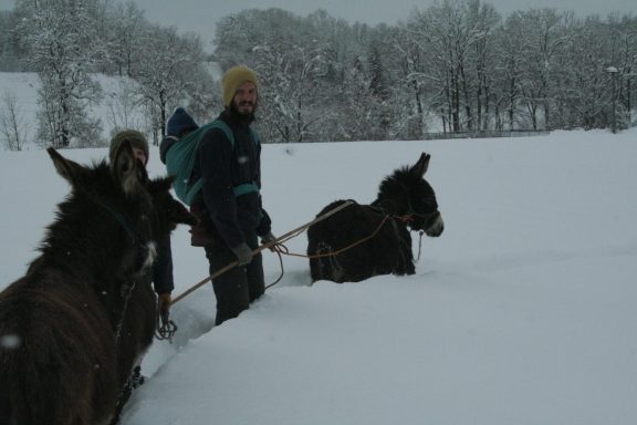 Solawi Baldenhofen Esel im Schnee