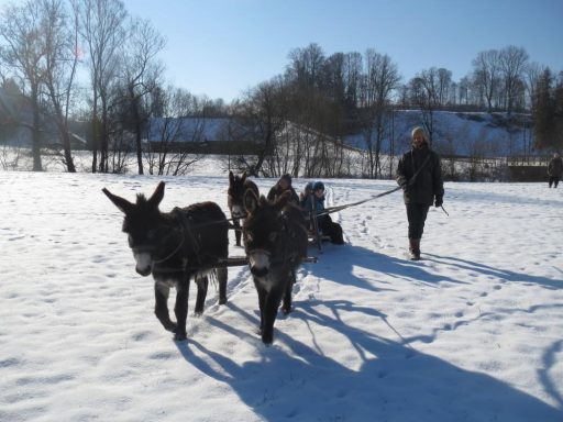 Solawi Baldenhofen Eselschlittenfahrt