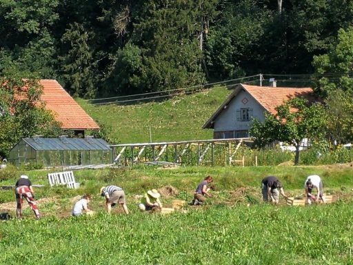 Solawi Baldenhofen Kartoffelernte